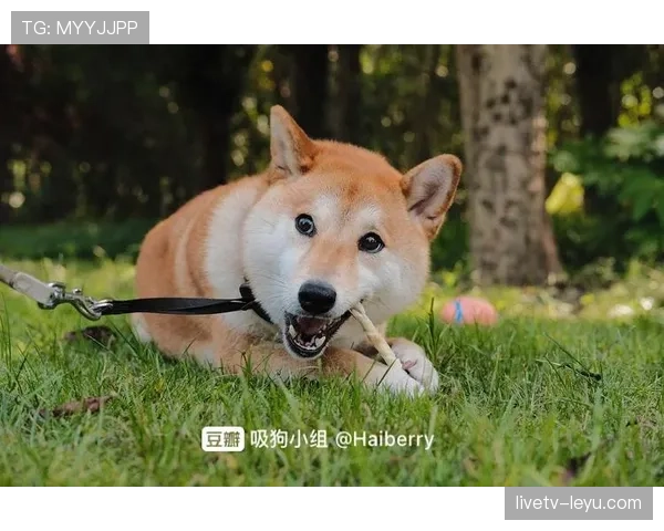 王濛退役后花300万买狗，网友：这比我家房子还贵